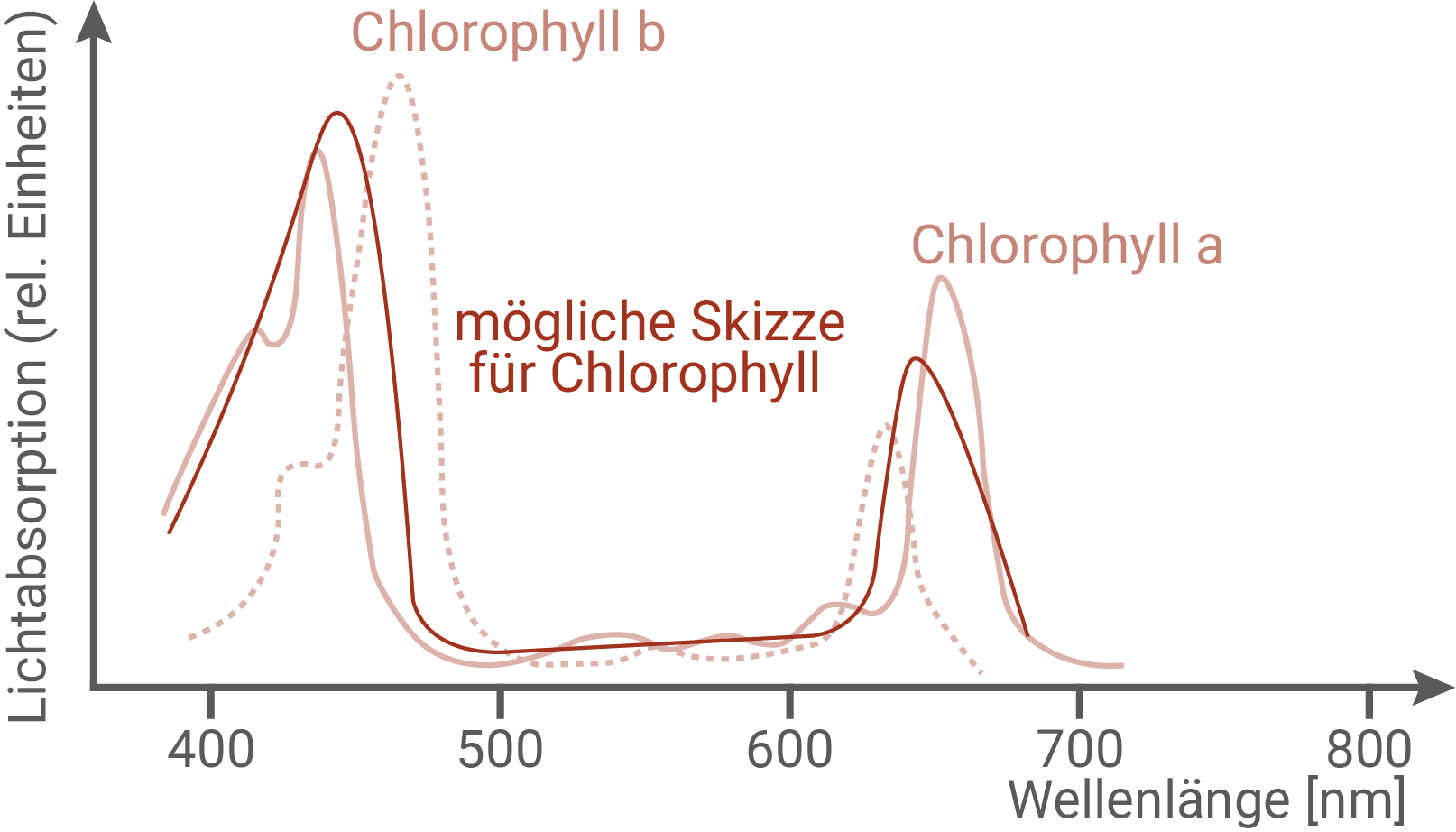 Absorptionskurven von Chlorophyll a und b über Wellenlänge (nm), mit Spitzen im blauen und roten Bereich.